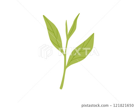 綠茶/抹茶_茶葉插畫2 121821650