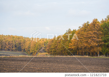 Biei: Beautiful autumn foliage in the Japanese pine forest Biei: Beautiful autumn foliage in the Japanese pine forest 121821710