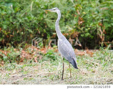 Grey heron in farmland 121821859