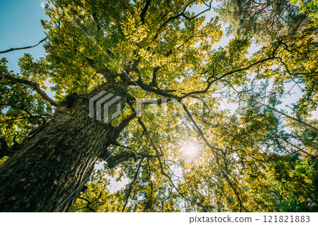 Summer Sun Shining Through Canopy Of Oak Trees. Woods Background. Summer Forest Landscape. Summer Oak Trees Woods. Green Lush Thick Leaves. Bright Scorching Sun Summer Sun Shining Through Canopy Of Oak Trees. Woods Background. Summer Forest Landscape. Summer Oak Trees Woods. Green Lush Thick Leaves. Bright Scorching Sun 121821883