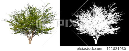 isolated a big tree on white background isolated a big tree on white background 121821980