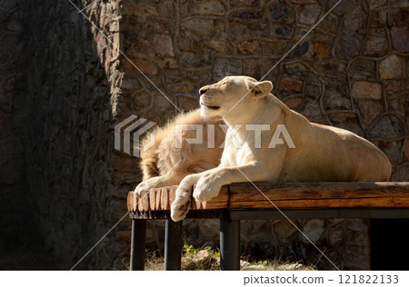 Lion and lioness lying together outdoor. Love 121822133