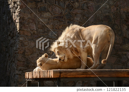 Lion and lioness lying together outdoor. Love Lion and lioness lying together outdoor. Love 121822135