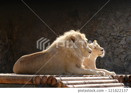 Lion and lioness lying together outdoor. Love 121822137