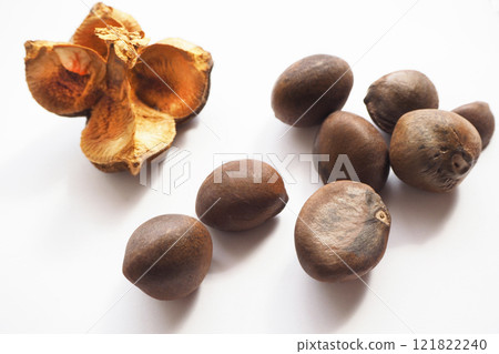 山茶花種子和外殼 山茶花種子和外殼 121822240