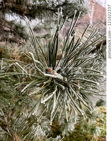 The branches of fir trees are covered with frost in winter. Frosty weather. Fir needles in ice crystals. 121822337