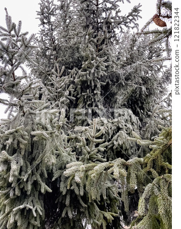 The branches of fir trees are covered with frost in winter. Frosty weather. Fir needles in ice crystals. The branches of fir trees are covered with frost in winter. Frosty weather. Fir needles in ice crystals. 121822344