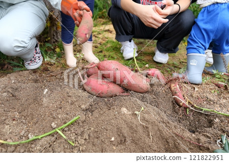 Sweet potatoes in the field 121822951