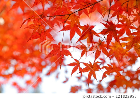 秋葉染紅 121822955