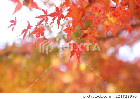 秋葉染紅 121822956