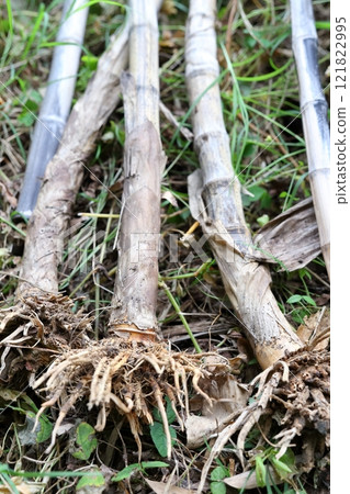 Bamboo roots Bamboo roots 121822995