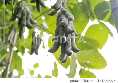 Mucuna pruriens 121822997