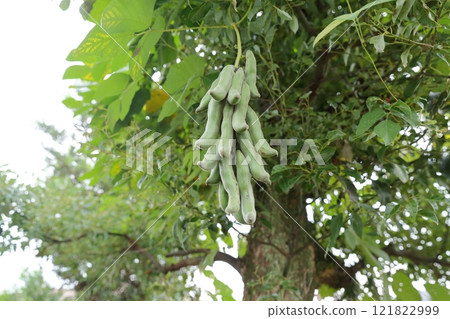 Mucuna pruriens 121822999