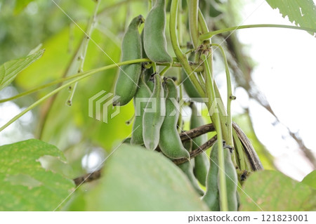 黧豆果實 121823001