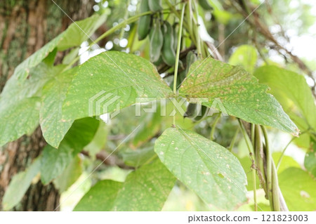Mucuna bean leaves 121823003