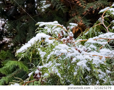 Close-up of a thuja branch covered with snow 121823279