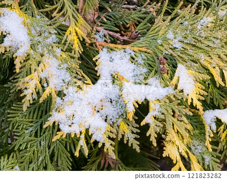 Close-up of a thuja branch covered with snow Close-up of a thuja branch covered with snow 121823282