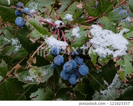 Evergreen shrub Mahonia aquifolium Oregon-grape, blue fruits and green and red leaves in winter covered by snow Evergreen shrub Mahonia aquifolium Oregon-grape, blue fruits and green and red leaves in winter covered by snow 121823357
