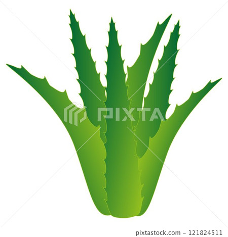 Aloe vera. 121824511