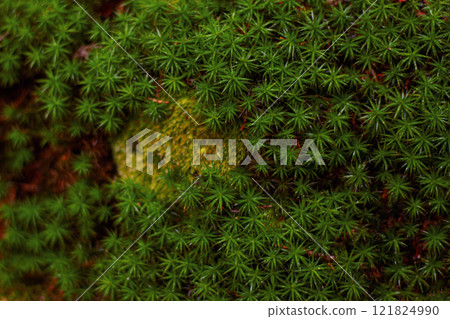 green moss on a tree in the forest 121824990