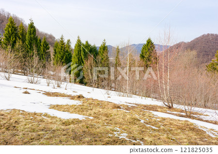 carpathian mountain landscape in spring. beautiful view. sunny day. forest on the hillside. countryside scenery. grass on the meadow in march 121825035