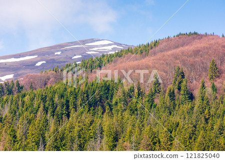 coniferous forest on the green hill. magnificent highland. sunny day. mountain landscape of borzhava ridge in spring. scenic alpine scenery under blue sky. woods on the slope coniferous forest on the green hill. magnificent highland. sunny day. mountain landscape of borzhava ridge in spring. scenic alpine scenery under blue sky. woods on the slope 121825040
