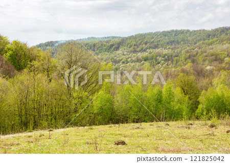 deciduous forest behind the green meadow. picturesque scenery. sunny morning. countryside mountain landscape beneath a cloudy sky in spring. lush beech and birch woods in april 121825042