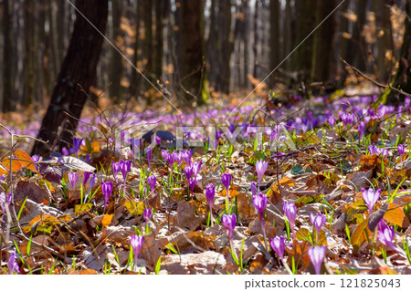 purple crocus bloom in the forest. woodland scenery. sunny weather. beautiful nature background in spring. low angle view of flowers. dry leaves on the glade purple crocus bloom in the forest. woodland scenery. sunny weather. beautiful nature background in spring. low angle view of flowers. dry leaves on the glade 121825043