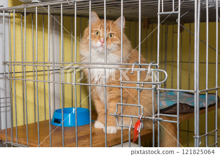 Beautiful red-haired cat in a cage of  shelter 121825064