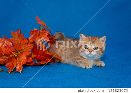 Red kitten and decorative autumn leaves Red kitten and decorative autumn leaves 121825073