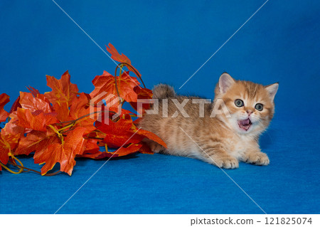 Meowing red kitten and decorative autumn leaves 121825074