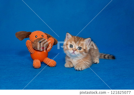 Red kitten and a puppy toy Red kitten and a puppy toy 121825077