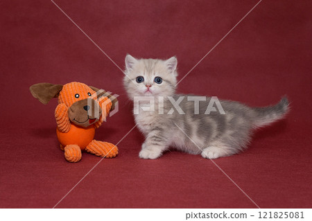 Grey Scottish kitten and a puppy toy 121825081