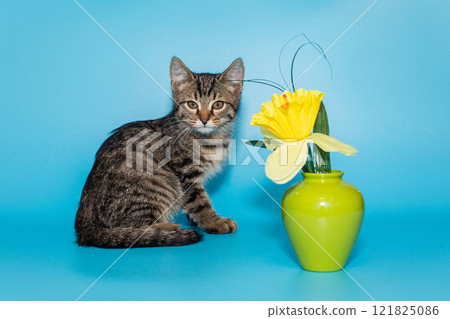 Small mongrel kitten of gray color Small mongrel kitten of gray color 121825086