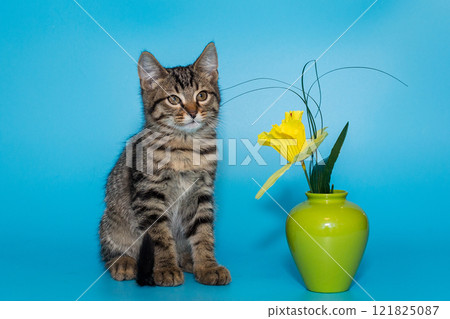 Small mongrel kitten of gray color 121825087