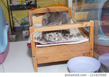 Sad stray cat in the glass enclosure Sad stray cat in the glass enclosure 121825088