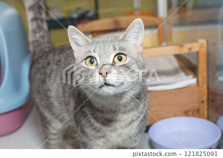 Sad stray cat in the glass enclosure 121825091