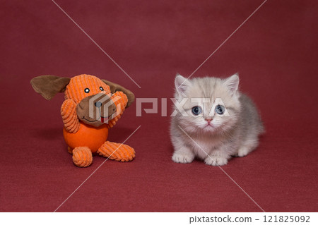 Grey Scottish kitten and a puppy toy Grey Scottish kitten and a puppy toy 121825092