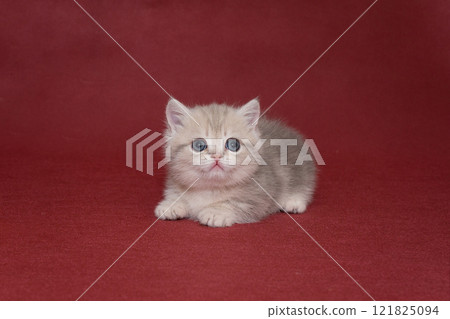 Grey Scottish kitten 121825094