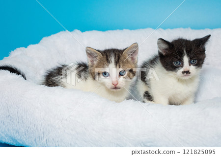 Two little kittens on a white fur couch 121825095