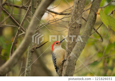 Red-bellied Woodpecker perched on a branch in the forest 121826031