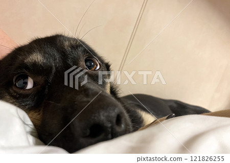 close-up portrait of a dog on a bed with a person 121826255