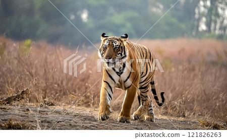 Wild tiger 121826263