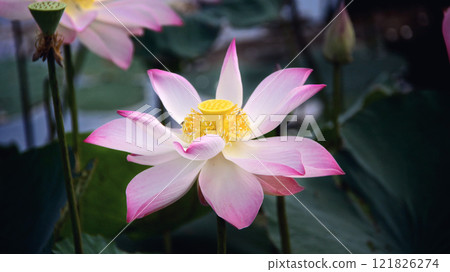 Graceful lotus bloom in serene waters, close up. Concept of purity, spirituality, and natural beauty in peaceful environments Graceful lotus bloom in serene waters, close up. Concept of purity, spirituality, and natural beauty in peaceful environments 121826274