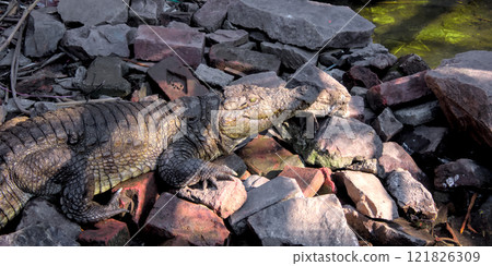 Crocodile Basking in the Sun with Bricks and Rocks Background 121826309