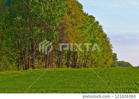 Forest and agricultural field, trees and crops 121826360