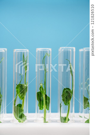 Bioengineering lab. Plant in a test tube in a scientific laboratory 121826510