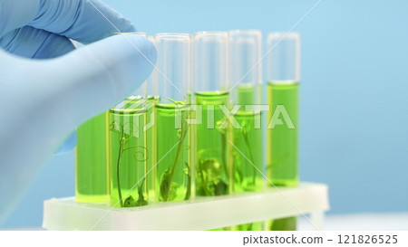 Biotechnology lab. Plant sprout in a test tube. Scientific laboratory and bioengineering 121826525