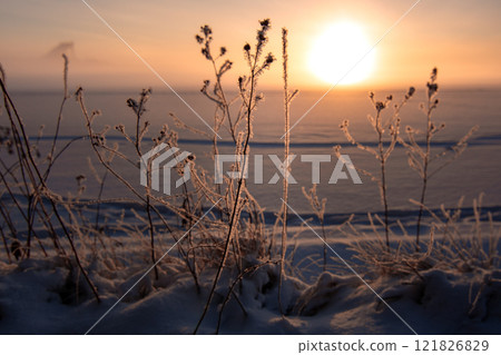 Close-up of silhouettes of plants in frost against the sunset sky 121826829