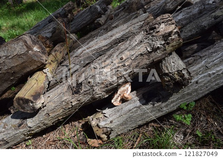 Mushroom log cultivation Mushroom log cultivation 121827049